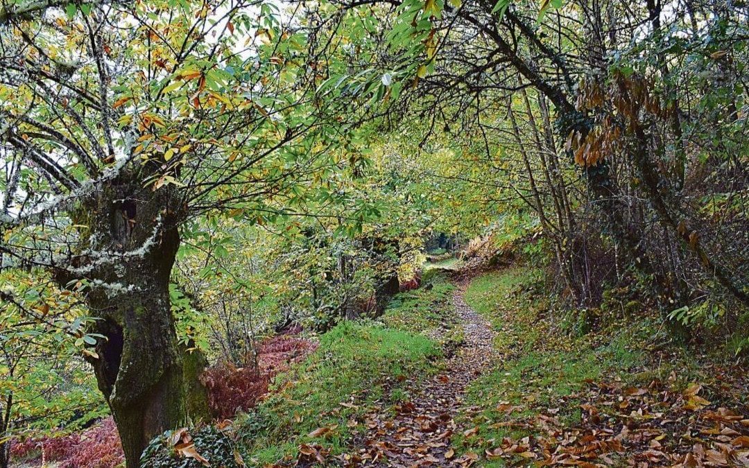 Nogueira recupera los soutos para ser un motor económico – por «La Regíon»