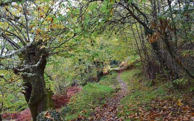 Nogueira recupera los soutos para ser un motor económico – por «La Regíon»