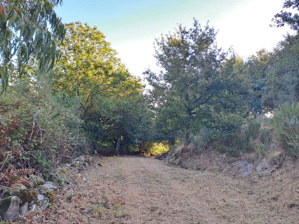 Imagen de Nogueira desbroce