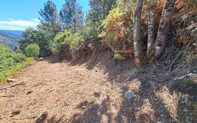 Etapa 1 – La importancia del desbroce manual en el acceso a áreas de estudio