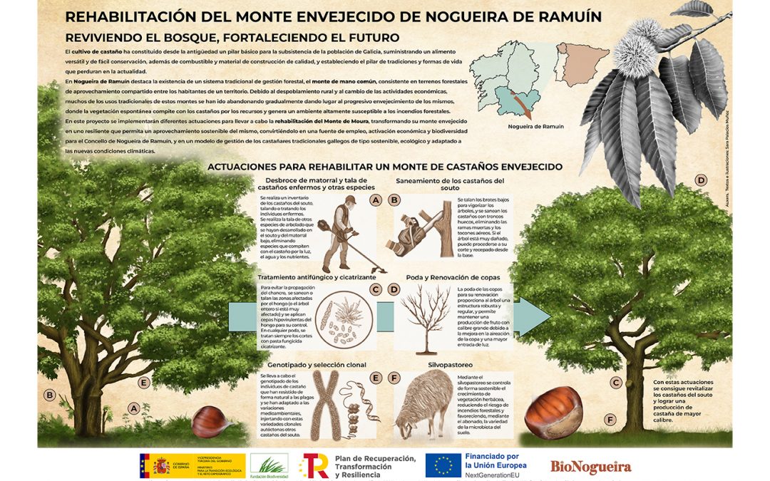 Infografía – Rehabilitación del monte envejecido de Nogueira de Ramuín