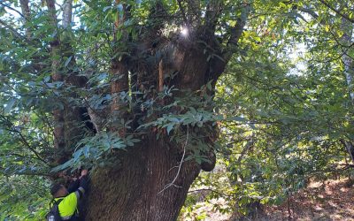 Recolección de muestras de castaños en el monte de Moura: un paso hacia la conservación forestal