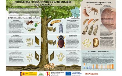 Infografía – Problemas fitosanitarios y ambientales del castaño