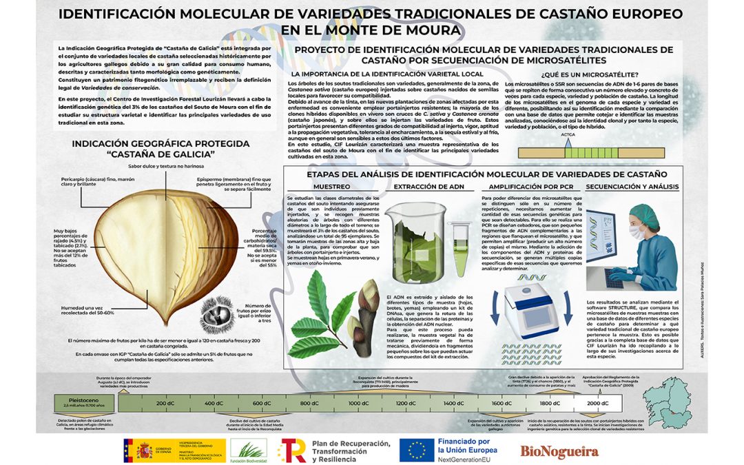 Infografía – Identificación molecular de variedades tradicionales de castaño europeo en el Monte de Moura