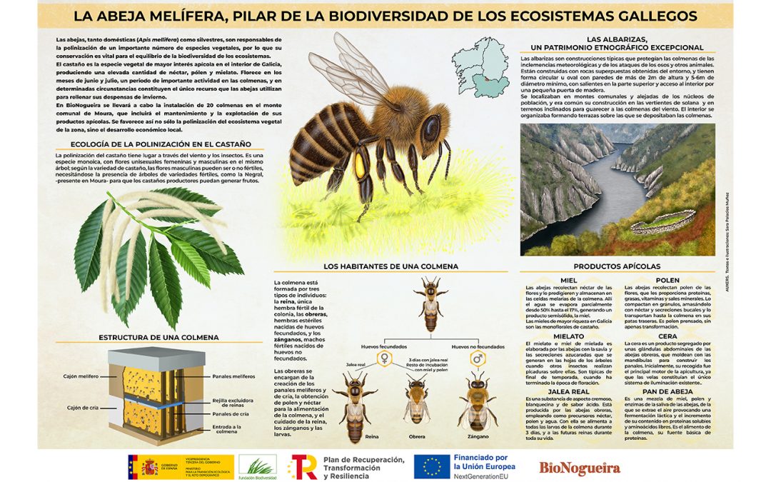 Infografía – La abeja melífera: mucho más que miel, un pilar de la biodiversidad gallega