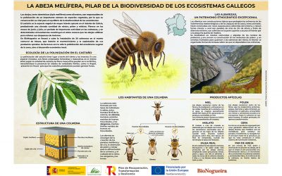 Infografía – La abeja melífera: mucho más que miel, un pilar de la biodiversidad gallega