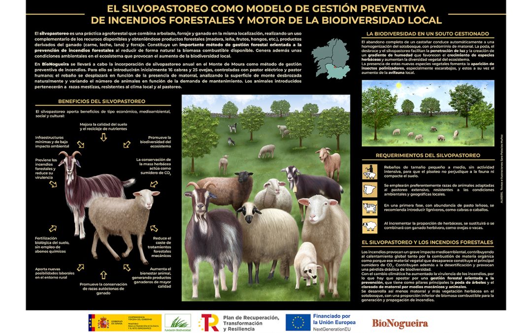 Infografía – El silvopastoreo como modelo de gestión preventiva de incendios forestales y motor de la biodiversidad local
