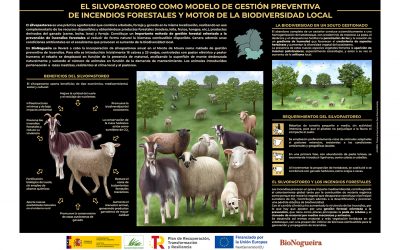 Infografía – El silvopastoreo como modelo de gestión preventiva de incendios forestales y motor de la biodiversidad local