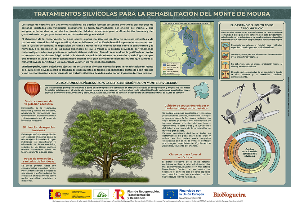 Infografía – Tratamientos silvícolas para la rehabilitación del monte de Monte de Moura