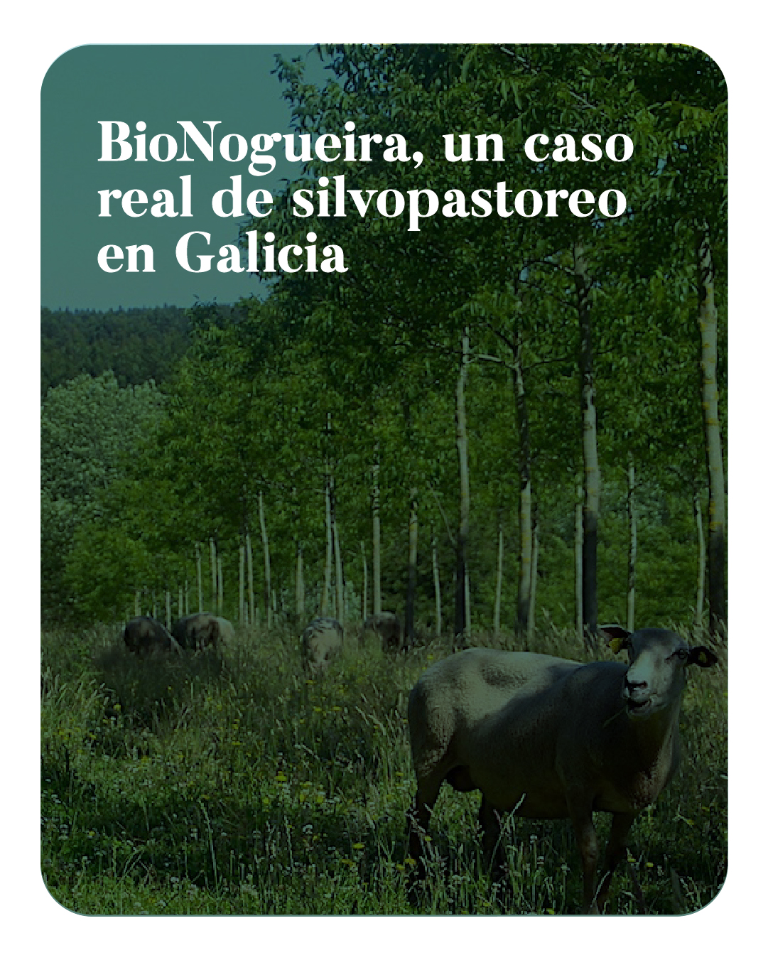 BioNogueira, un caso real de silvopastoreo en Galicia