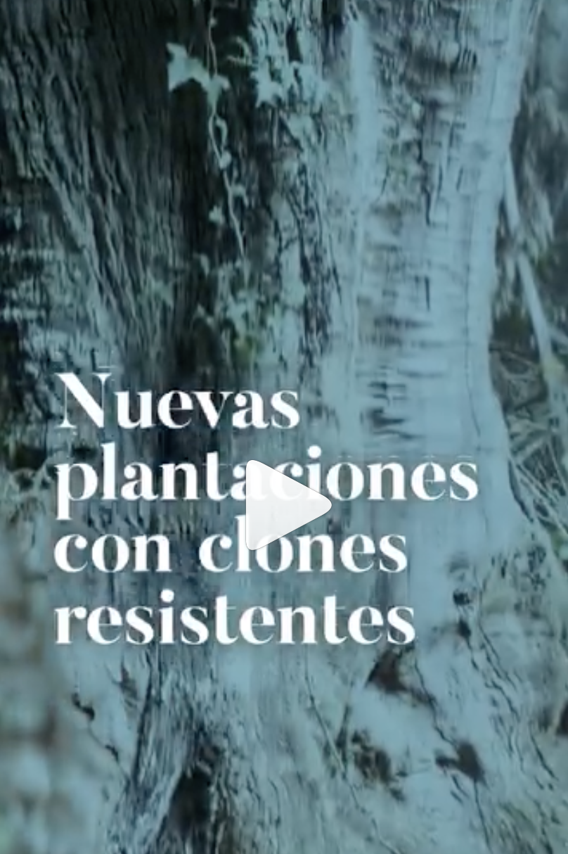 Nuevas plantaciones con clones resistentes