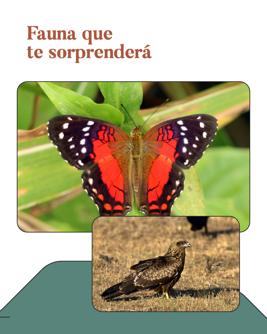 Fauna que te sorprendera