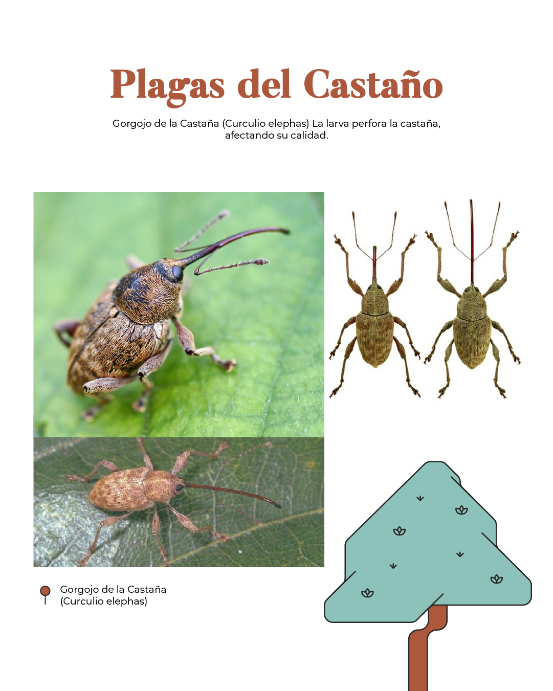 Plagas del Castaño - Gorgojo