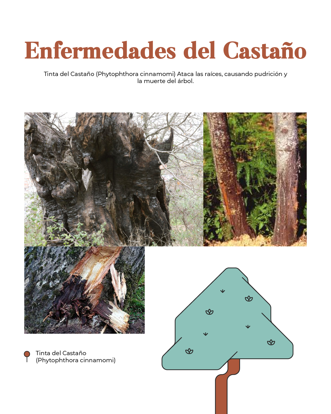 Enfermedades del Castaño - Tinta