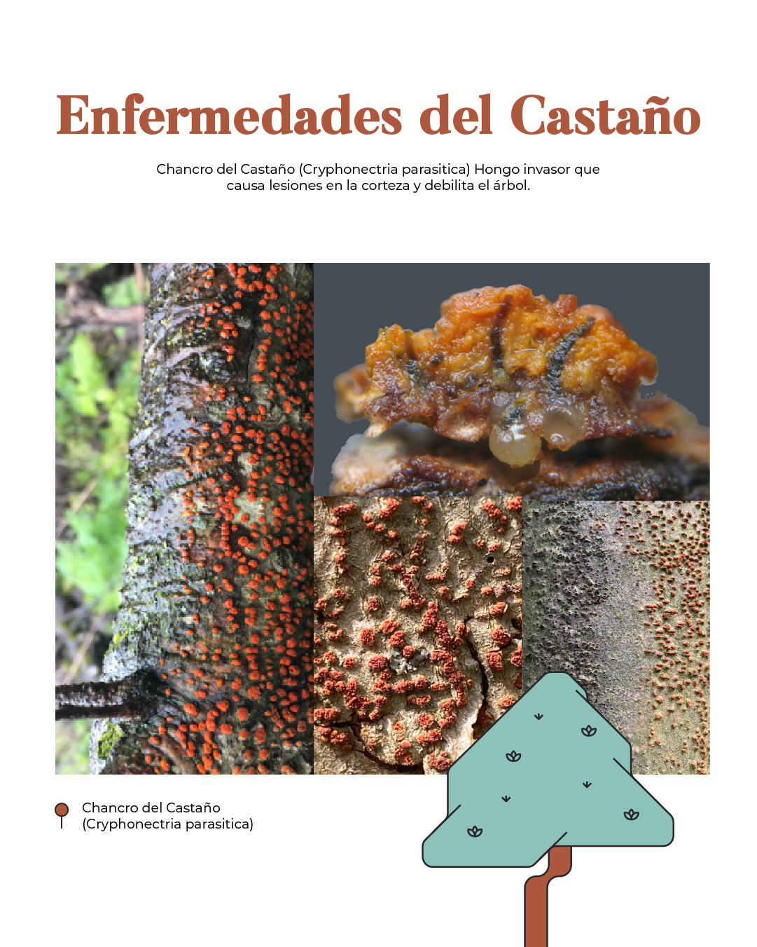 Descubre las enfermedades del castaño