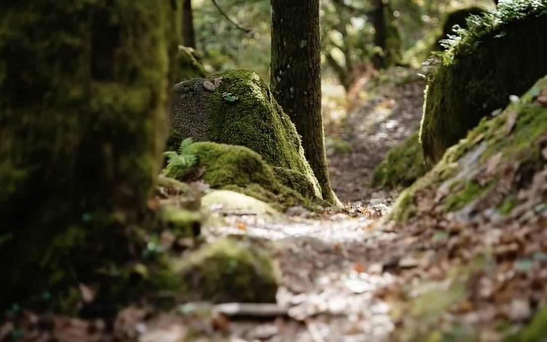 Presentación oficial del vídeo final de BioNogueira y resultados del proyecto
